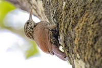 Xiphorhynchus flavigaster